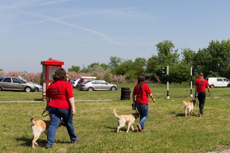 Kép: Kutyaiskola kiképzői kutyáikkal gyarkolatoznak