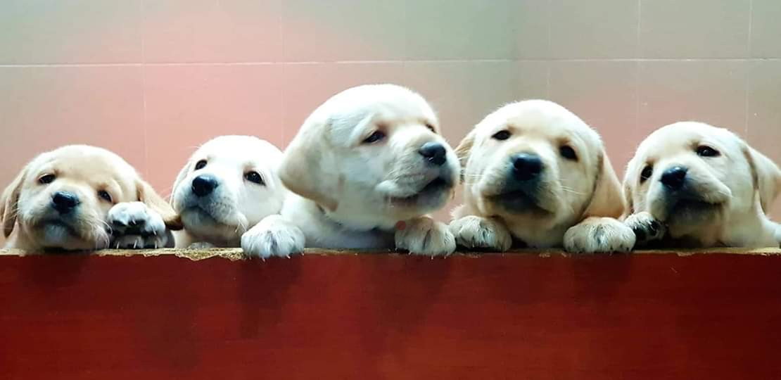 kép: öt labrador kiskutya néz ki egy dobozból