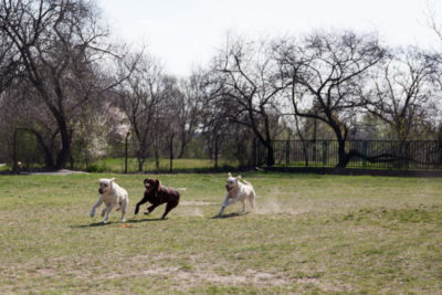 Labrador kutyák játékosan futkosnak
