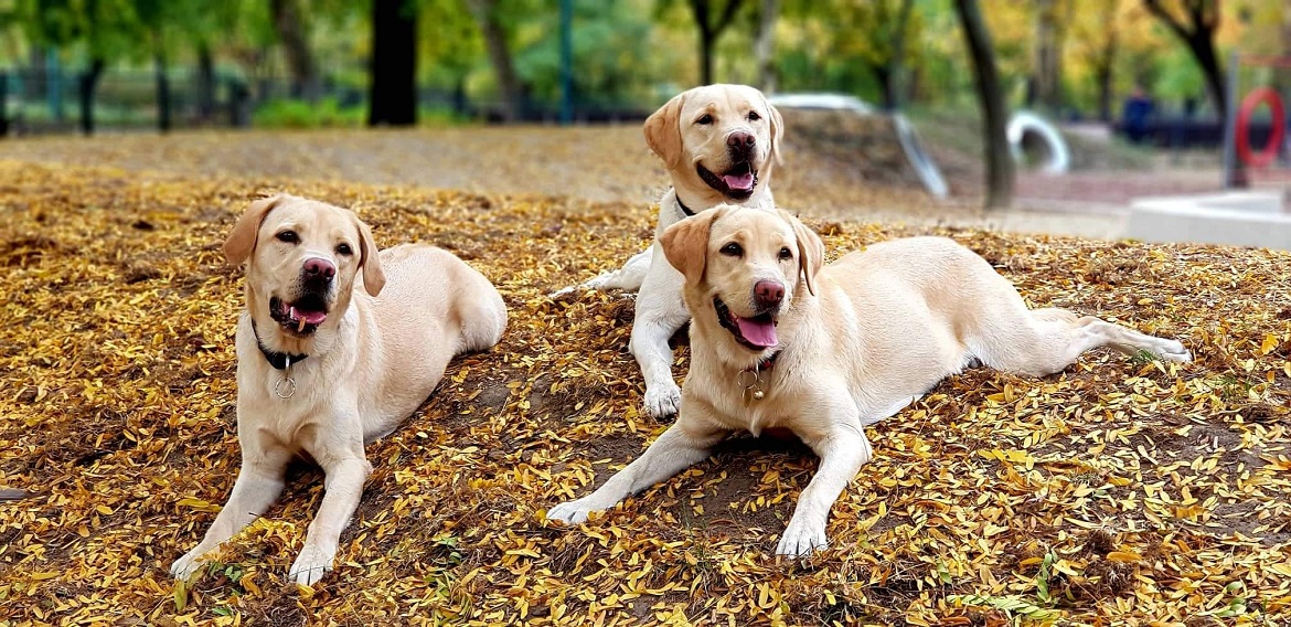 kép: Három zsemle színű Labrador retriever kutya fekszik az őszi avarban