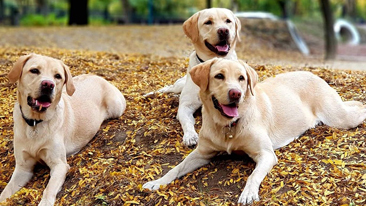 Három zsemle színű Labrador retriever kutya fekszik az őszi avarban_kicsi