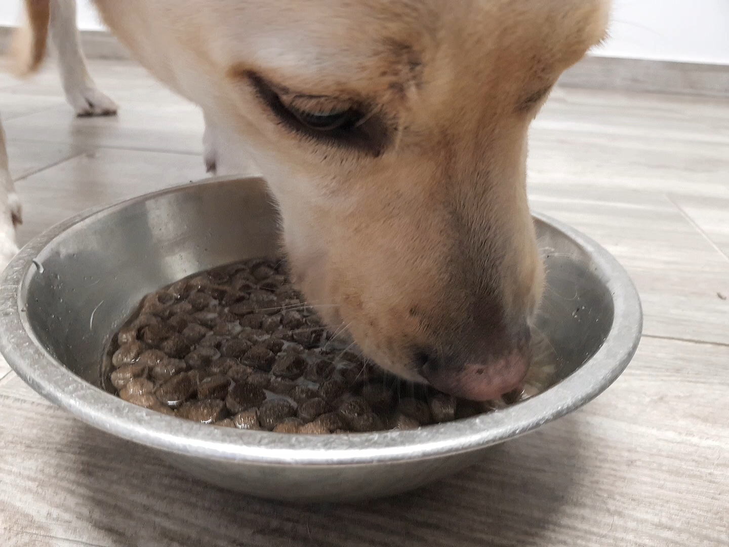 kép: egy kutyus a kedvezményes tápot épp eszi