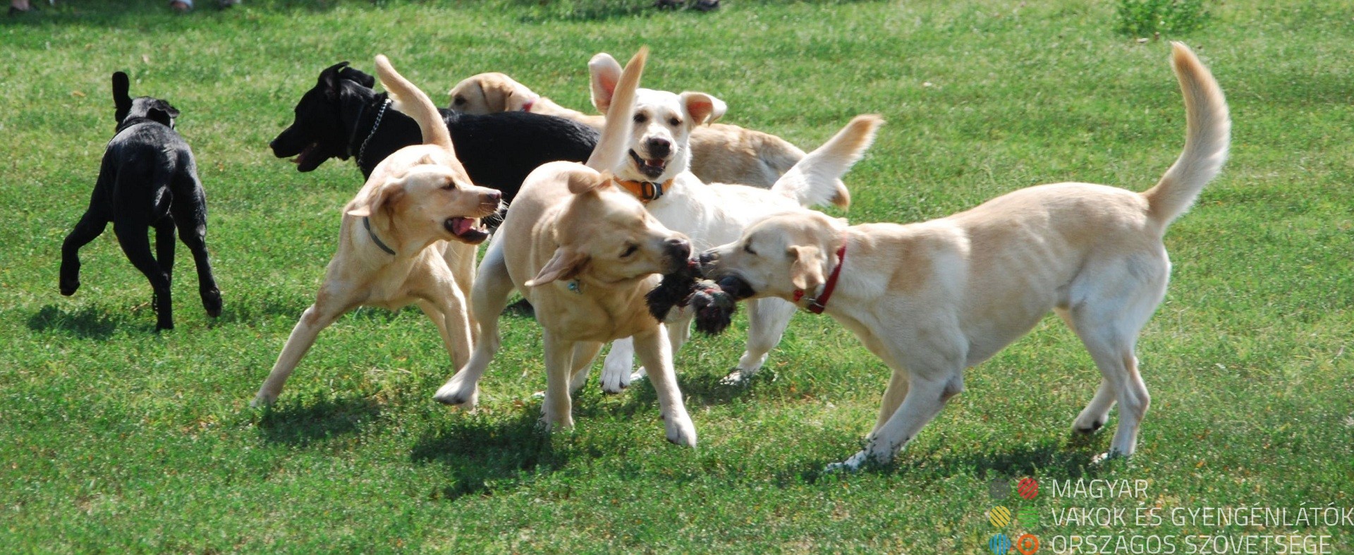 Fiatal kutyusok játszanak egymással