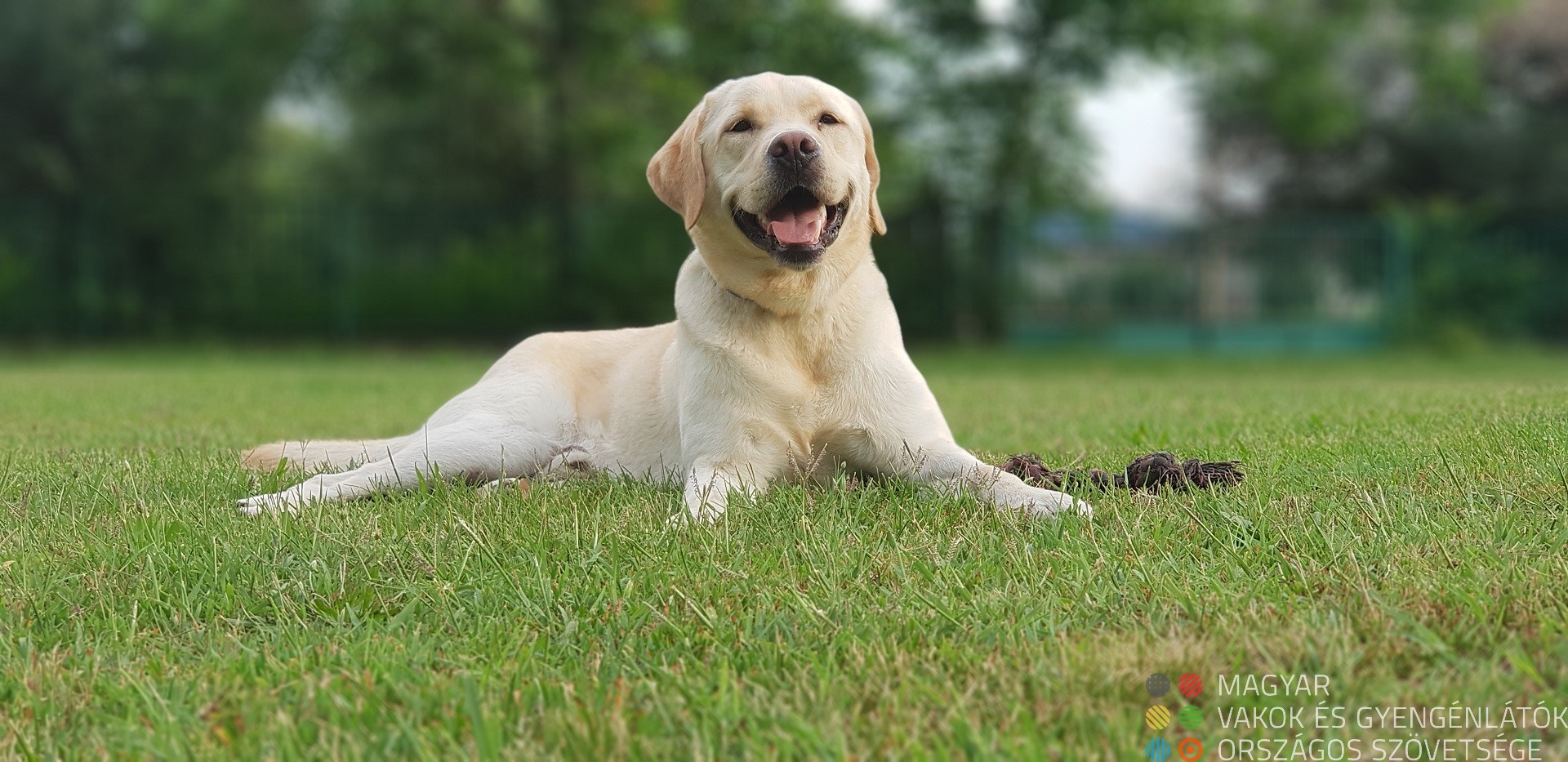 Protré kép egy fekvő labradorról, mellett a játéka egy parkban.