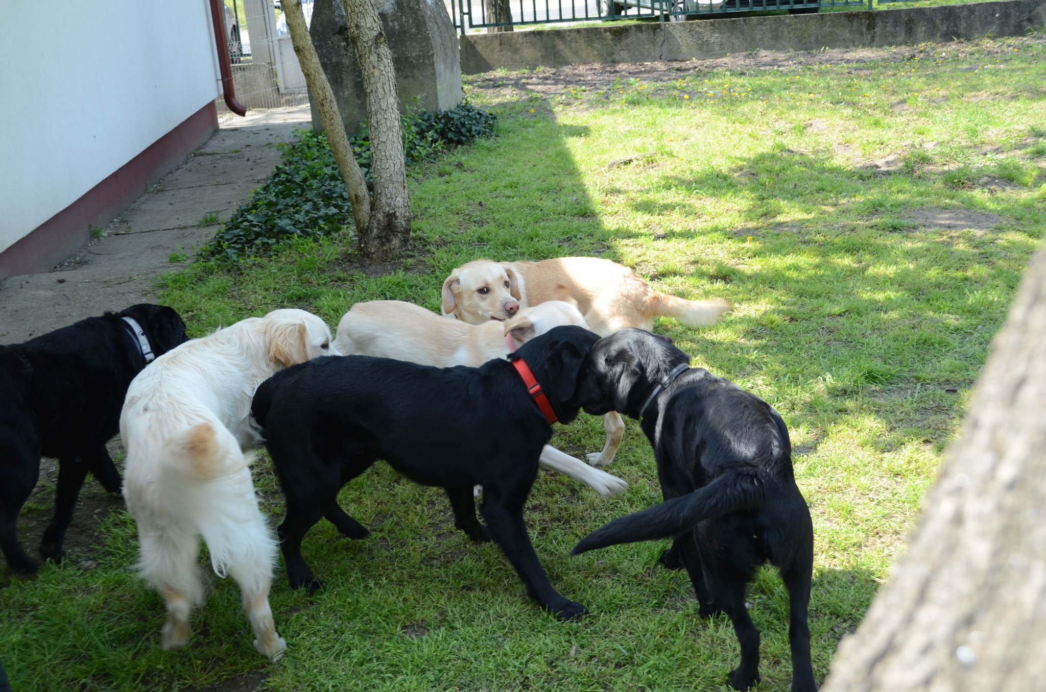 Három fekete és három sárga labrador a kutyafuttatóban "pletykál" tényleg olyanok, mintha egymás fülébe súgnának valamit. 🙂