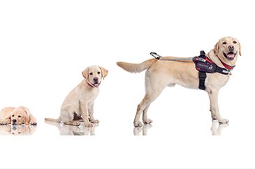 Vakvezetőkutya fedlap 365x242