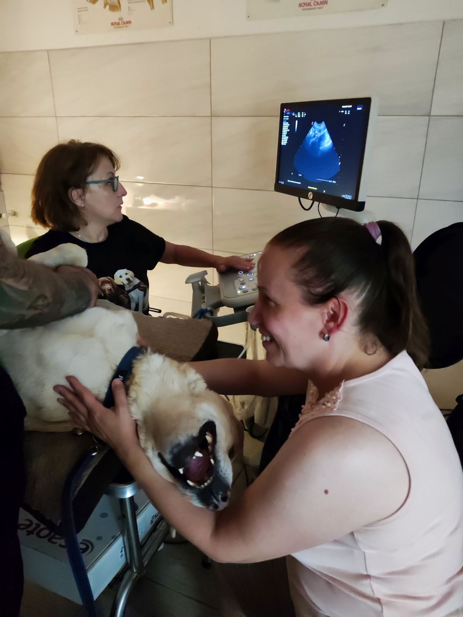Dr. bölcskei edit gál enikő artúr nevű vakvezetőkutyáját vizsgálja. artúr elismerő mosollyal nyugtázza az ultragangos pocaksimit. a doktornő fekete színű vakvezetőkutyás p Dr. bölcskei edit gál enikő artúr nevű vakvezetőkutyáját vizsgálja. artúr elismerő mosollyal nyugtázza az ultragangos pocaksimit. a doktornő fekete színű vakvezetőkutyás p